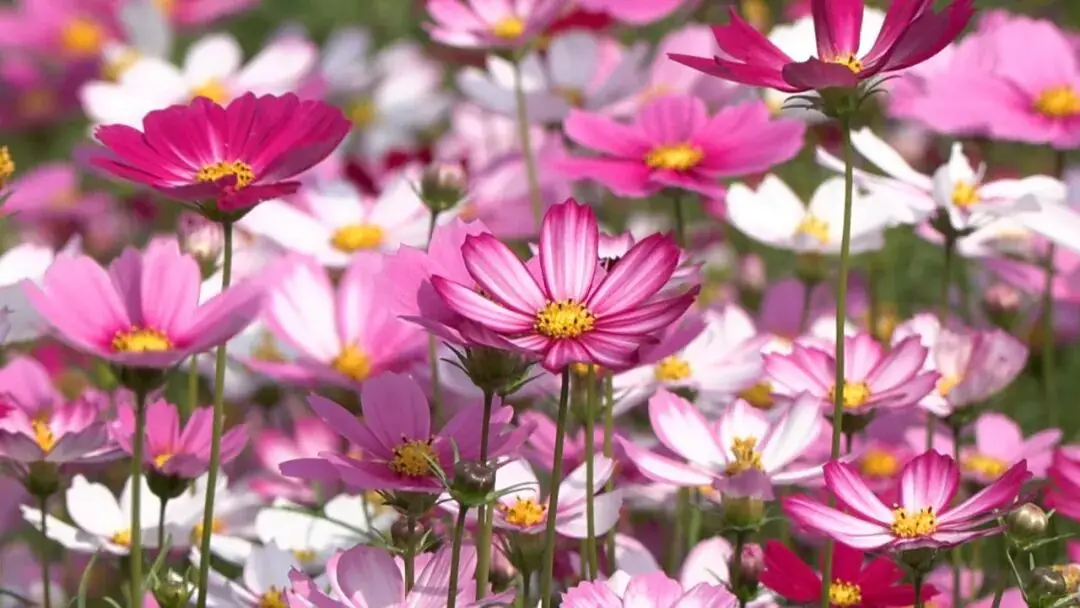 江門這些粉色花海，開了！趕快Mark住收藏→