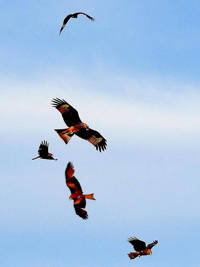 詩歌的蒙太奇效果