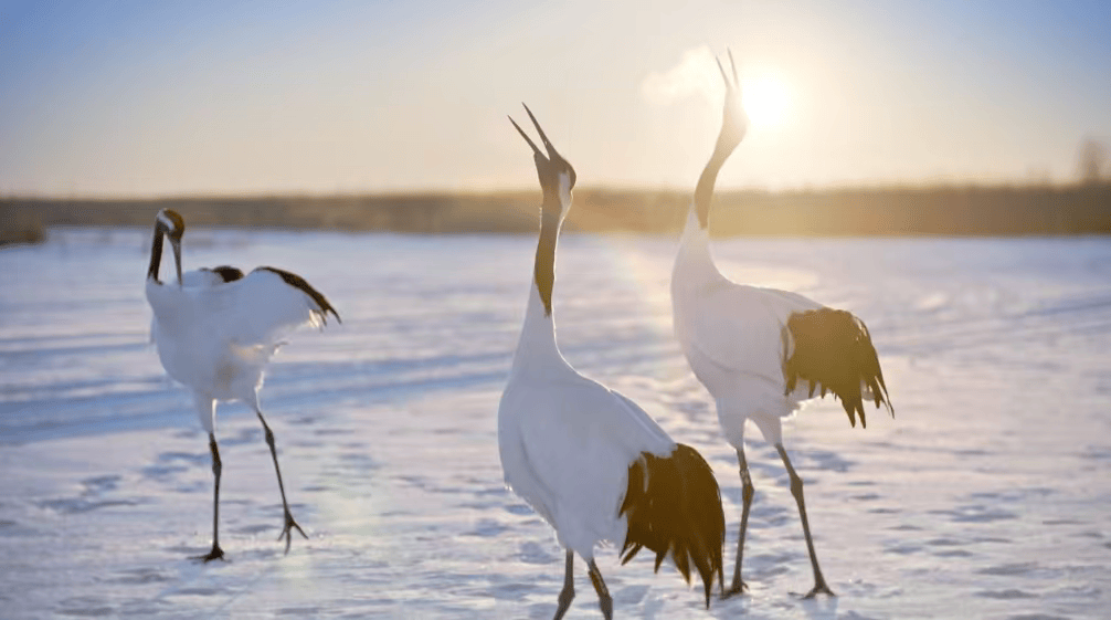 齊齊哈爾烤肉非遺美食線路入選全國推薦