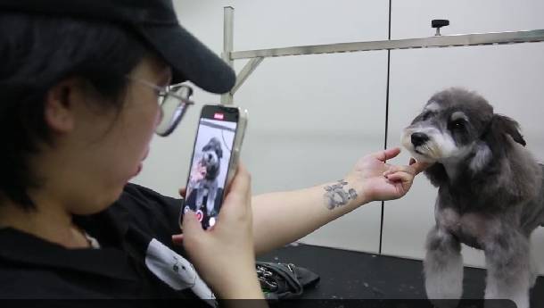 洗剪吹迎新年，寵物美容師成最忙“手藝人”