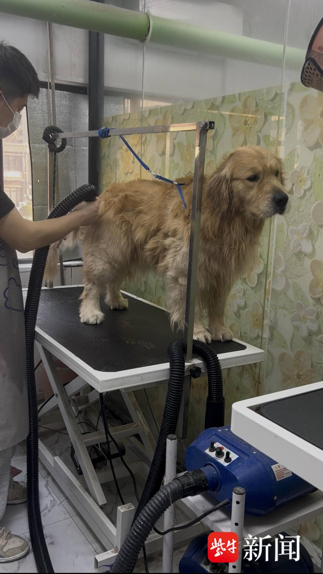 春節前南京寵物消費有多火爆？貓狗有專屬年夜飯、壓歲錢，美容比人類“託尼”還難約