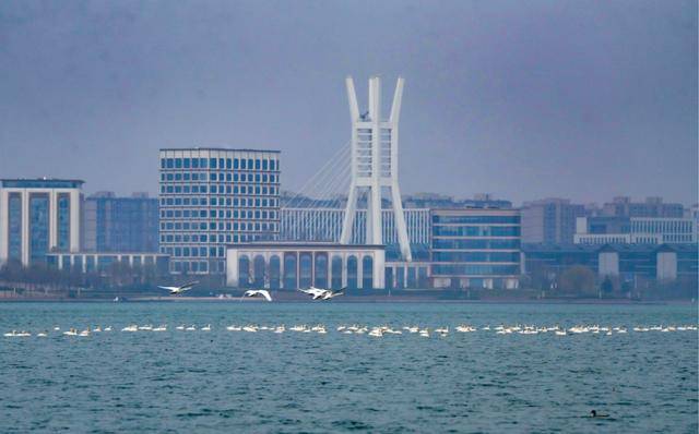 春節剛過，“小天鵝旅遊團”翩躚降臨北龍湖