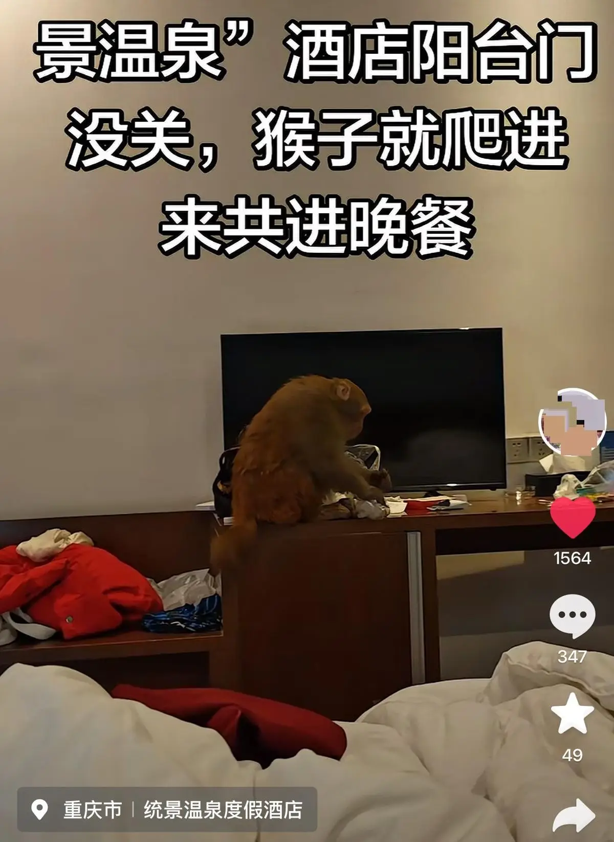 重慶一遊客早上餓醒發現猴子進房間“順”走泡麵，酒店：景區猴子偶爾會來找吃的，提醒過住客要關好門窗