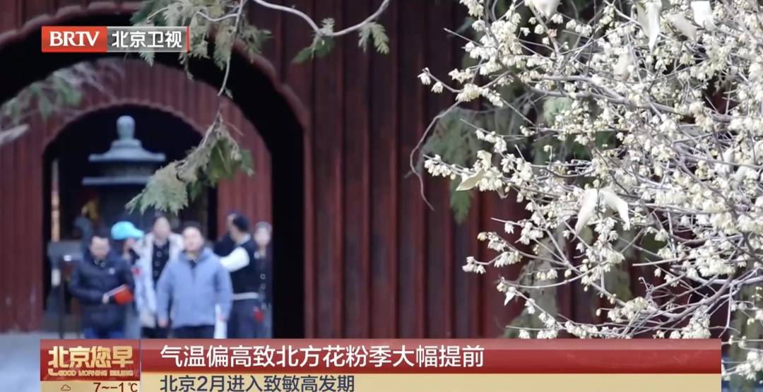 北京花粉季提前！過敏的人，今年要格外小心，收藏這份防護指南——