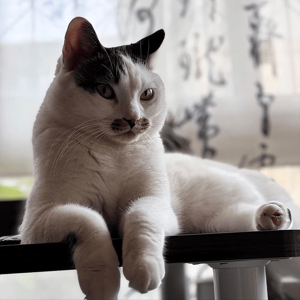 貓咪太瘦不長肉？這幾款增肥發腮的優質貓糧，快收藏！