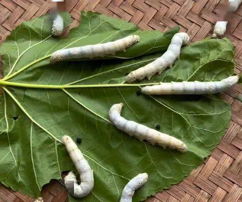 武平這種天然美食快要上線了，你多久沒吃了？