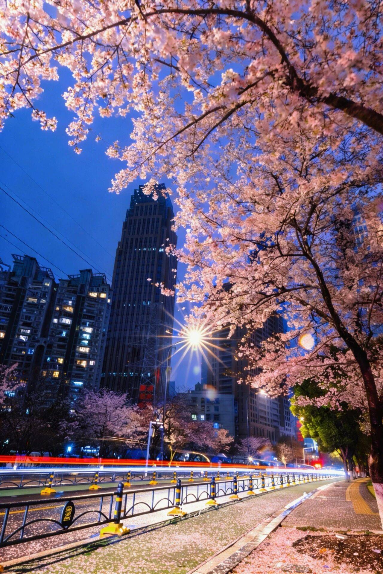 原創武漢賞櫻攻略請收藏！除了武大和東湖，還有這些免費打卡地哦