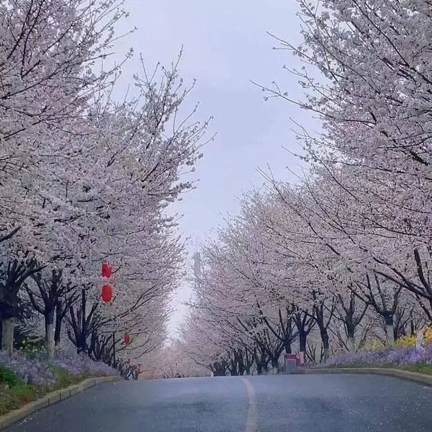 收藏這份鄭州賞花攻略，把整個春天裝進眼裡