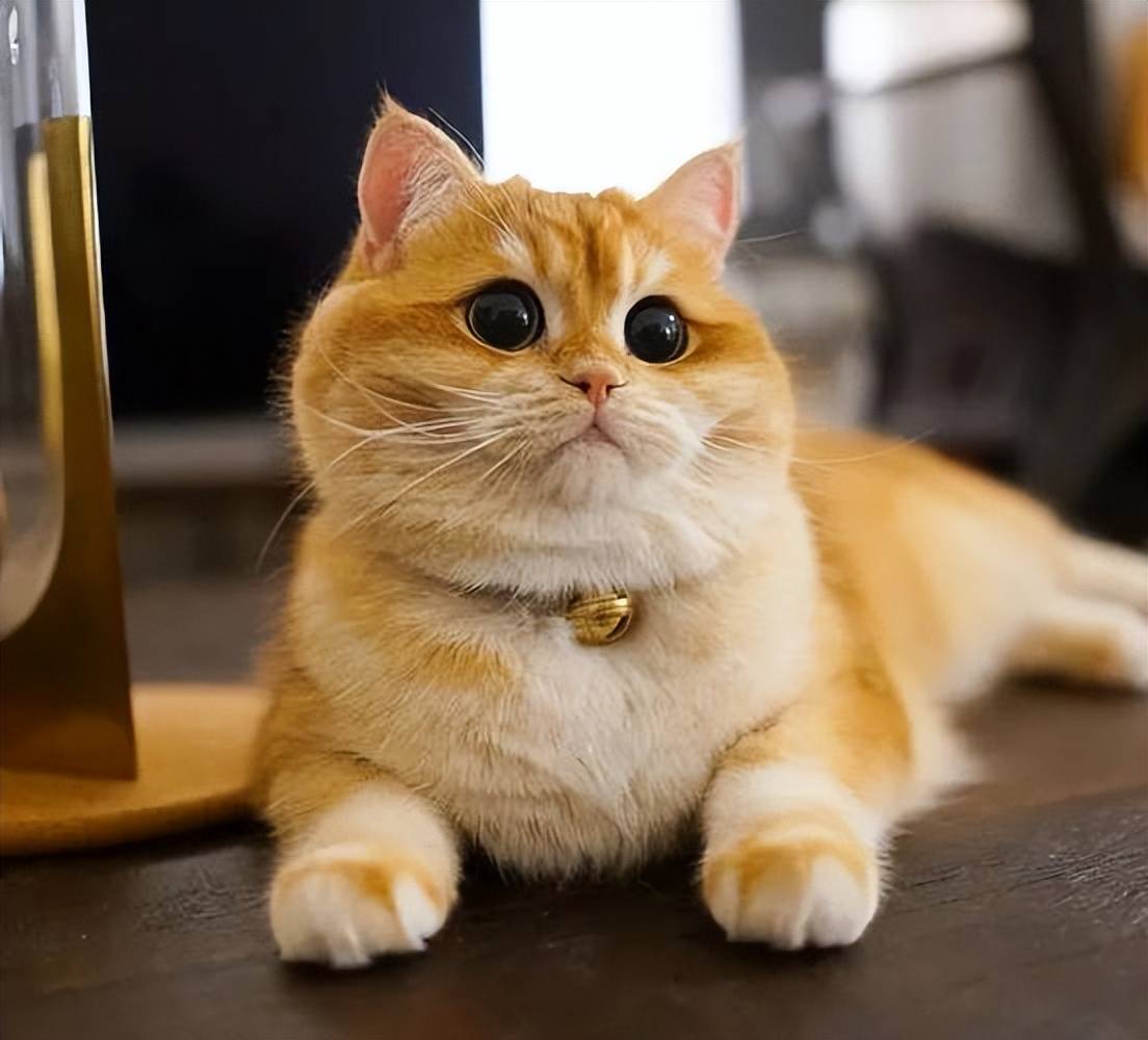 貓咪毛髮褪色、掉毛多？吃什麼好？這些美毛貓糧快收藏！