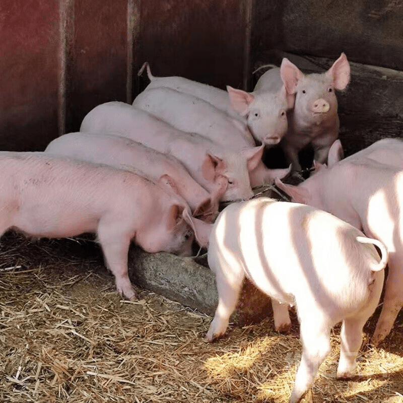 給豬喂什麼可以快速催肥？養豬的快速催肥飼餵秘籍！