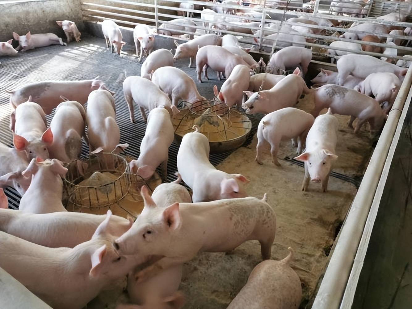 育肥豬催肥增重新增劑有哪些？快速出欄就靠它！