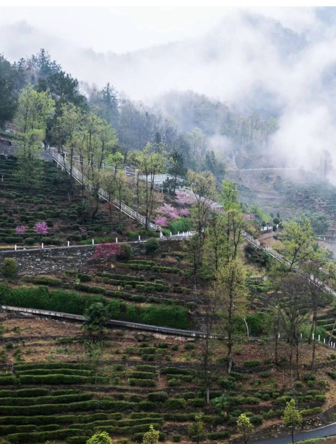 春季美食品鑑•陝西省鎮坪縣人的春天，都吃什麼呢？