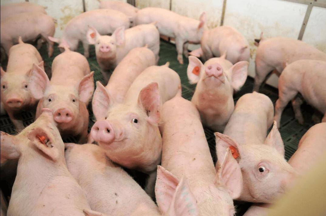 仔豬拉黃白痢什麼原因引起？先查這幾點，建議收藏備用！