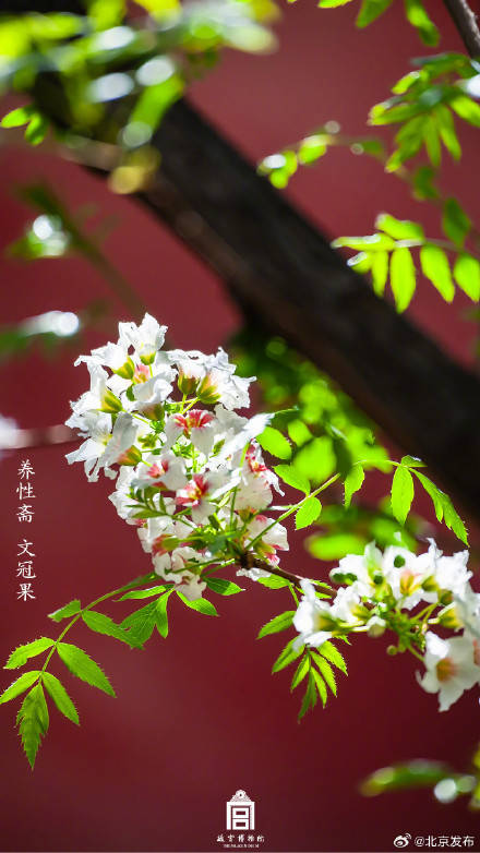 收藏瞭解！故宮裡的小眾花木也值得一看