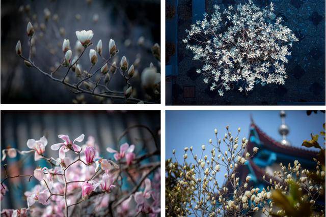 速收藏！棗莊臺兒莊古城春之花影與夜燈，錯過再等一年喲！