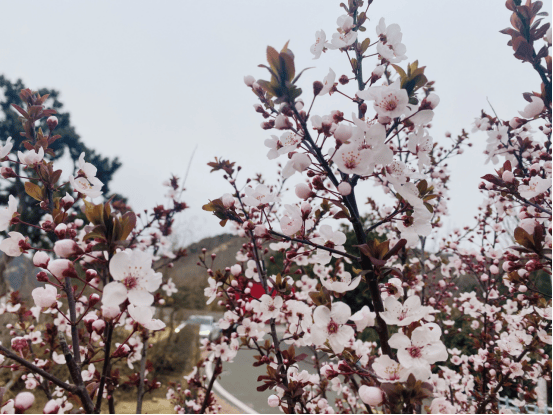 花開泰山區，春色入畫來一鍵收藏最美花海