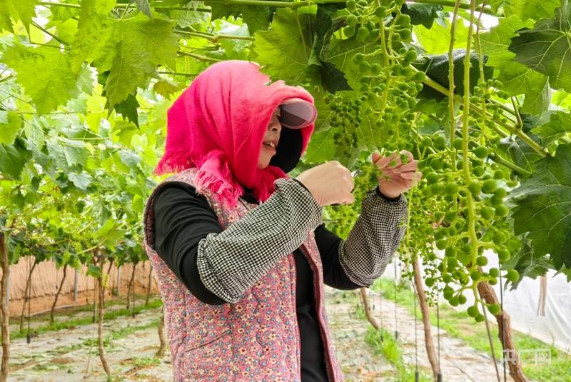 寧夏銀川：常態化幫扶精準發力 移民鄉村繪就增收致富新圖景