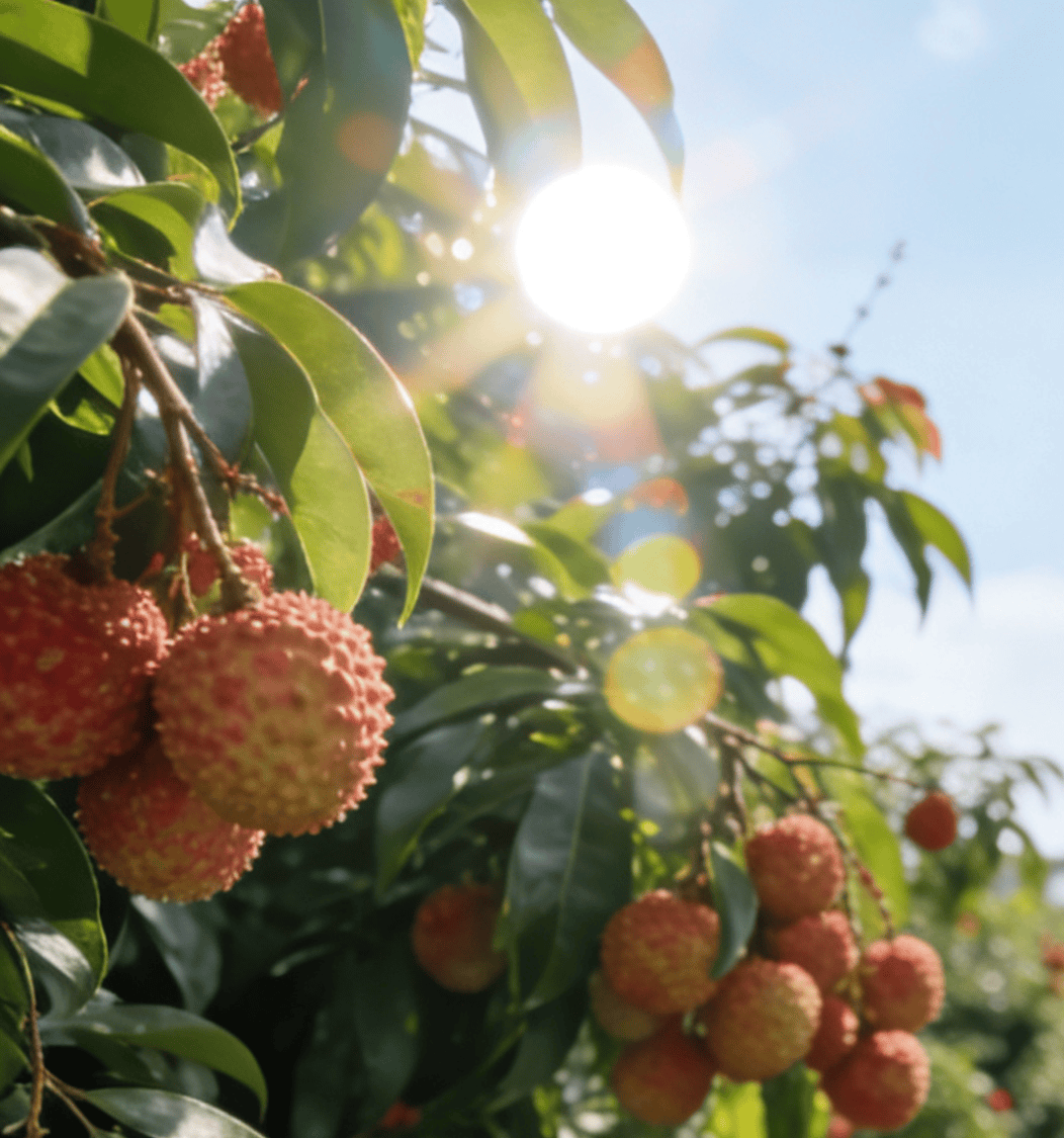 原創基因破局、科技護航：荔枝“大小年”魔咒，該終結了！