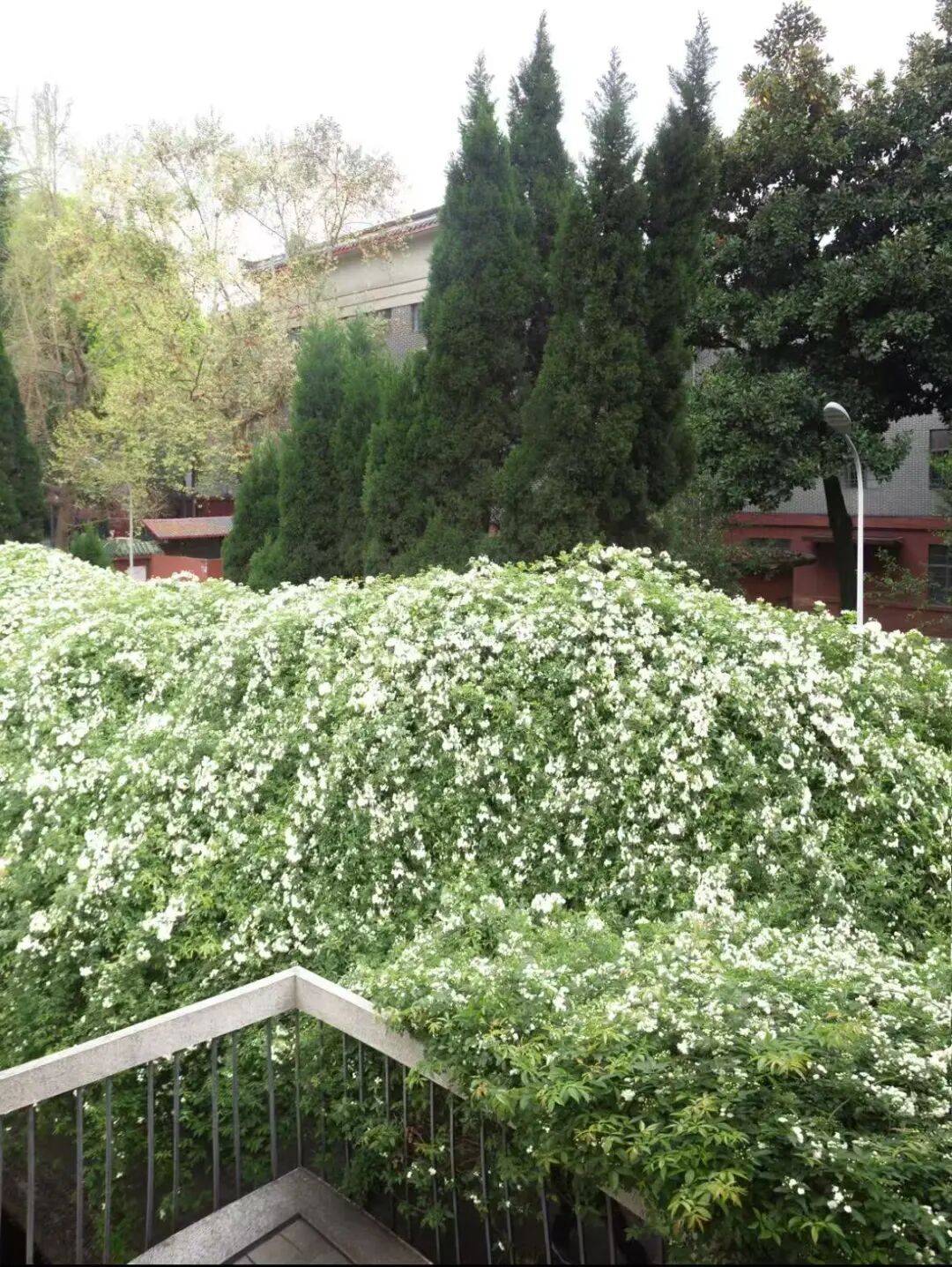 成都可以入校賞花的大學推薦！附預約入口