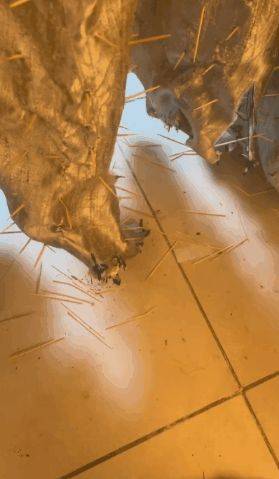 原創為防止貓咪拆家，將全屋裝修成不鏽鋼堡壘，開鎖師傅進門看傻眼