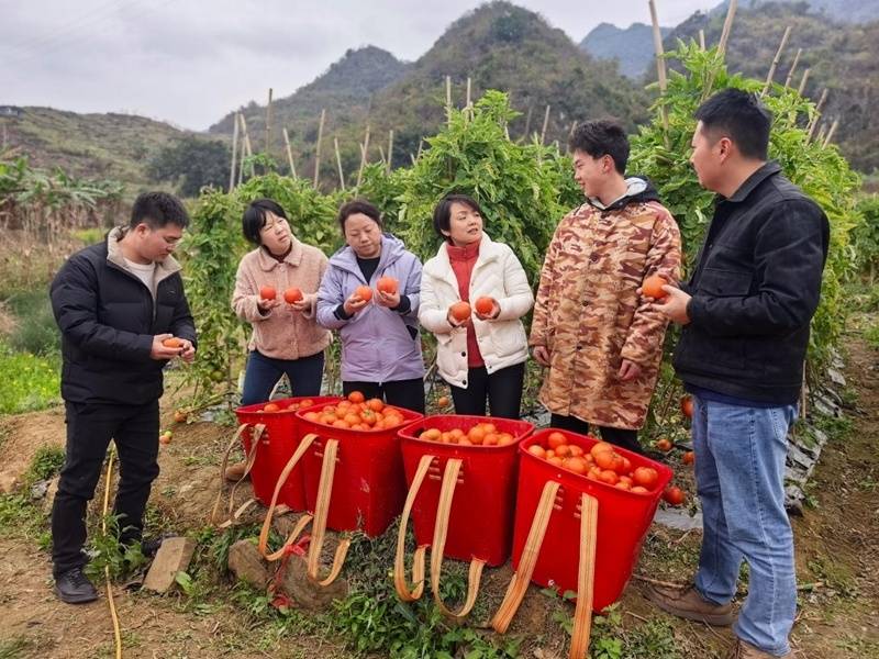 貴州省農科院：把論文寫在大地上 把政績立在田野間