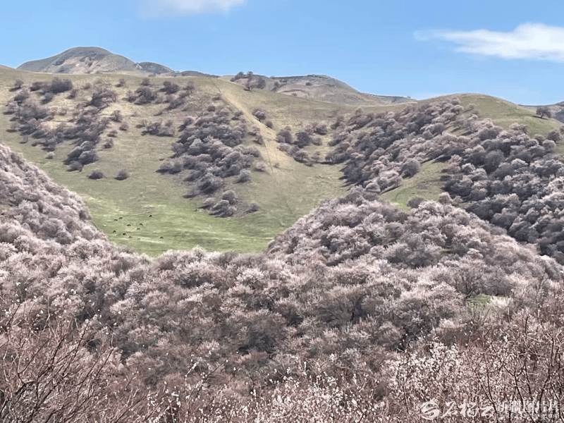清明假期迎來旅遊熱潮 新疆文旅市場春日活力迸發