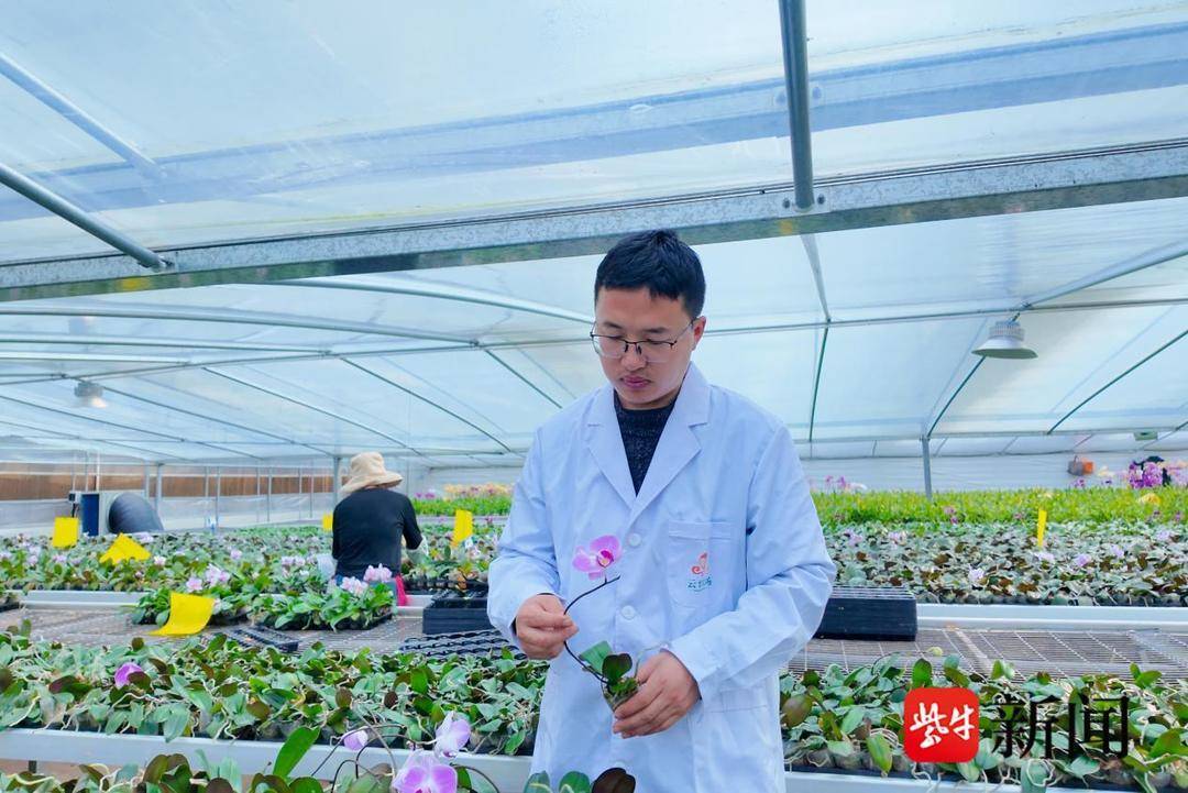 科技賦能育“蘭”香 連雲港雲臺農場蝴蝶蘭產銷兩旺