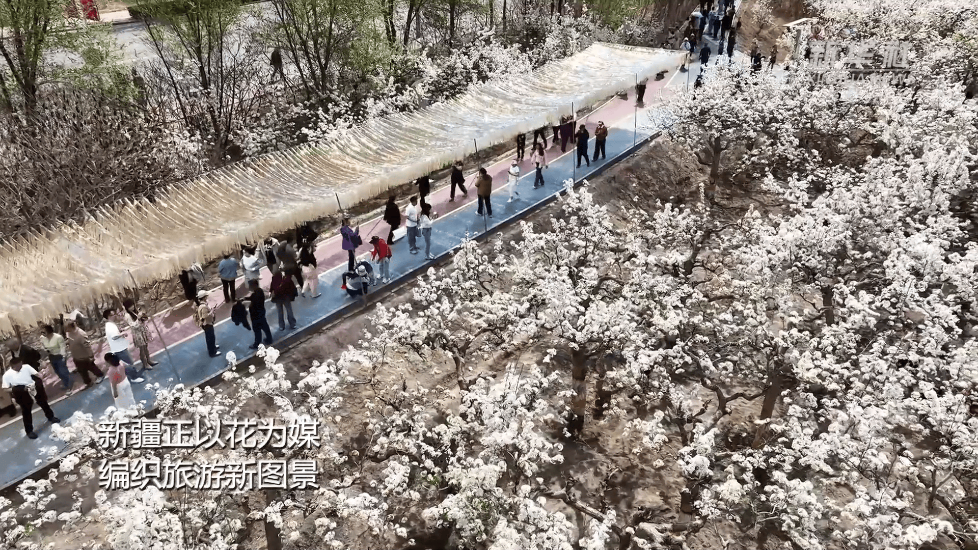 新疆以花為媒 繪旅遊新圖景