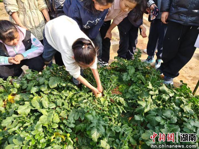 湖南桃江一小學“三球”特色教育：讓春天在奔跑中生長