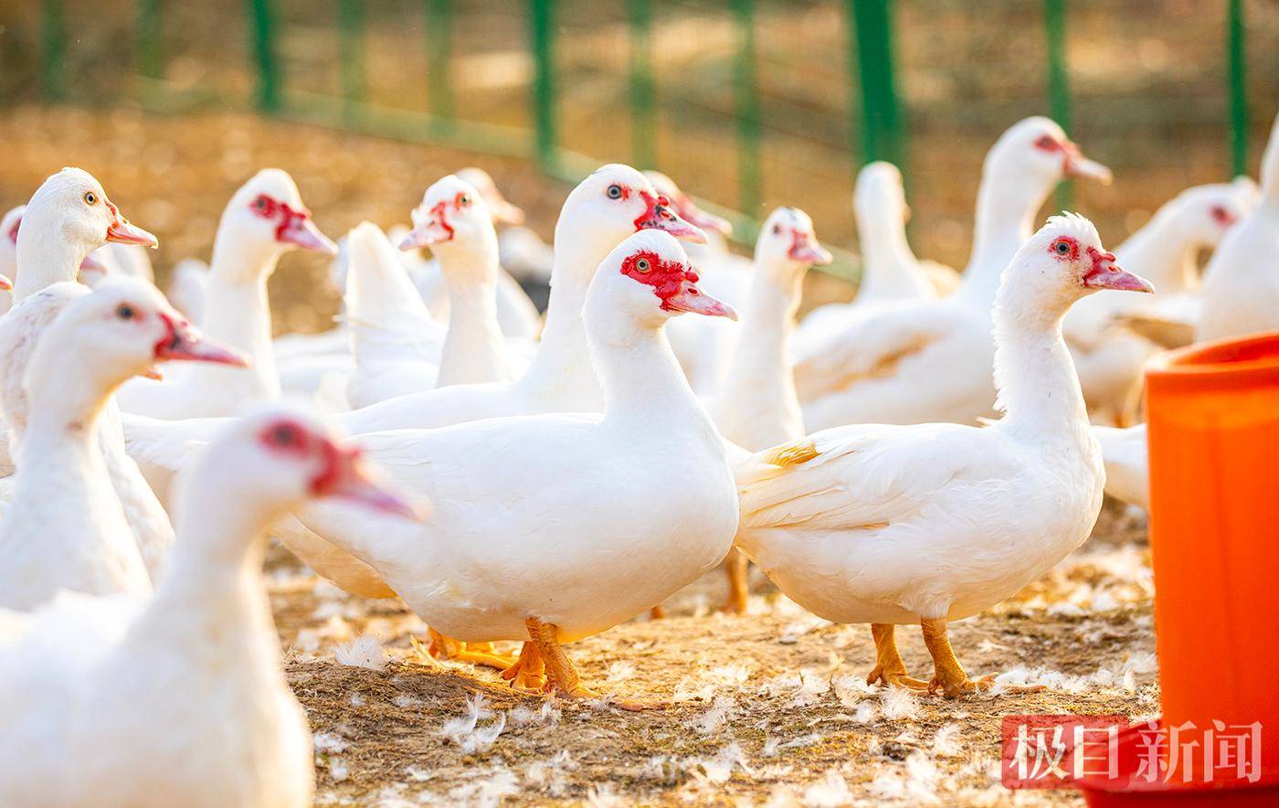 來黃石看“楚超”，這篇美食攻略請收好