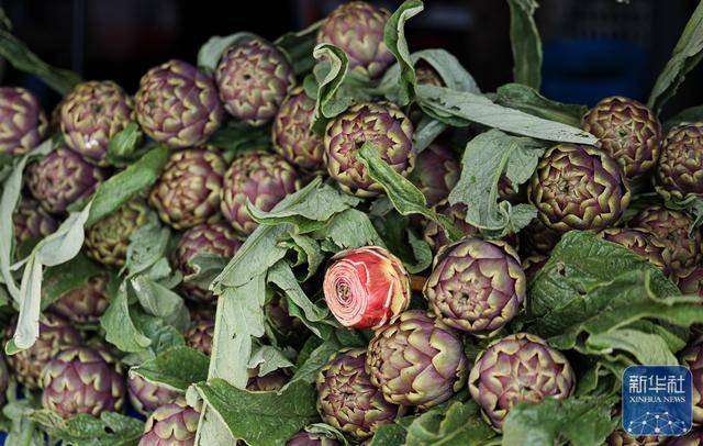義大利海濱小鎮舉辦洋薊美食節
