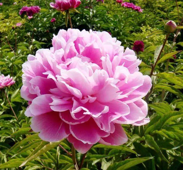 【寫生素材】花中宰相-芍藥花
