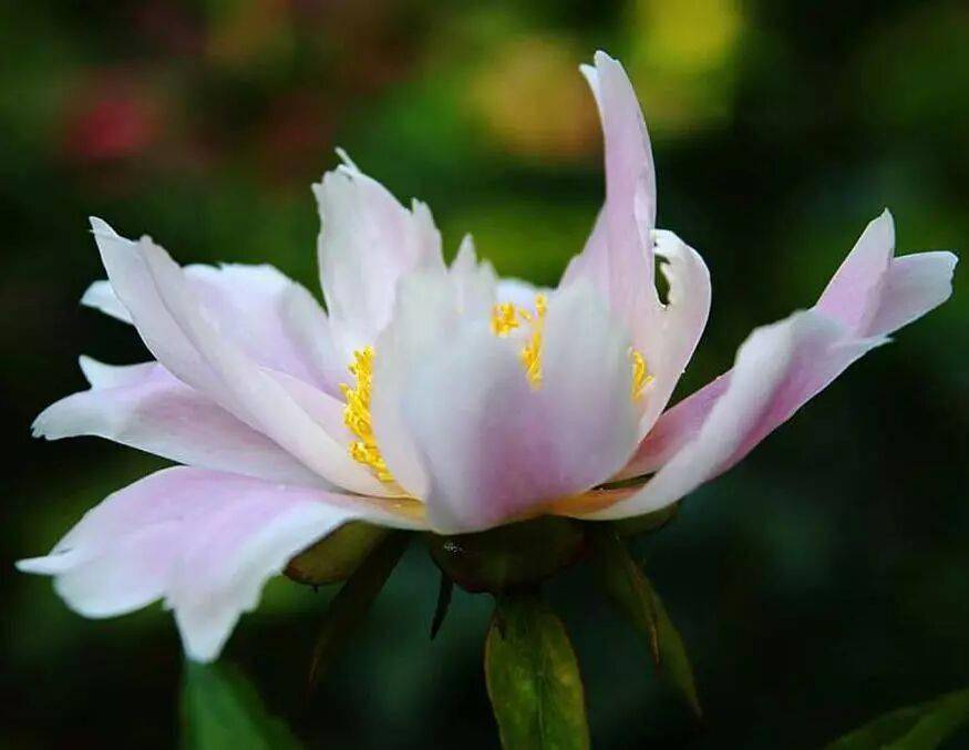 【寫生素材】花中宰相-芍藥花