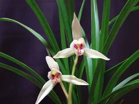 極品蘭花，國畫好素材！