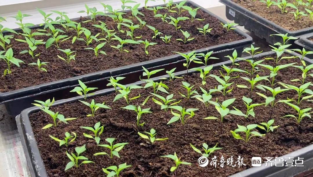 “我們來了，地就不一樣了！”數百位00後研究生“死磕”鹽鹼地