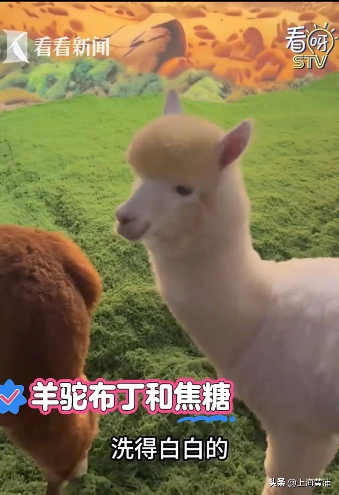 西郊公園要搬來人民廣場了？大批動物坐“定製班車”浩浩蕩蕩來市中心“上崗”，還提前“洗香香”、“做美容”！