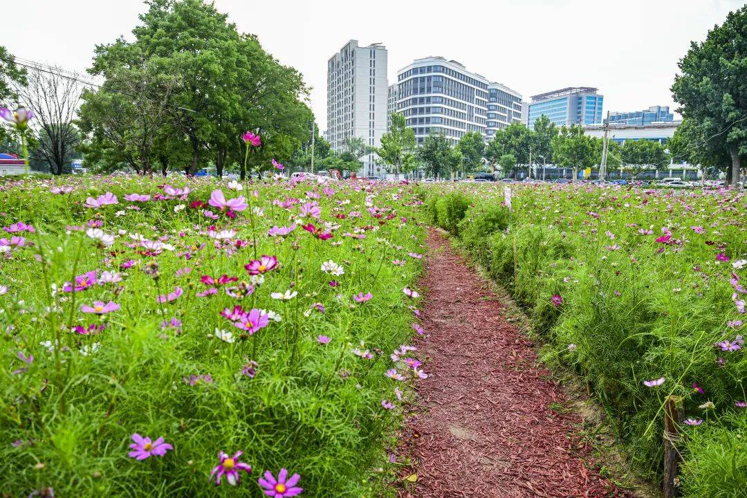 通州這片花海盛放！還有美食市集、漫畫展，週末快來