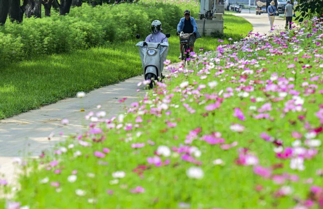 通州這片花海盛放！還有美食市集、漫畫展，週末快來