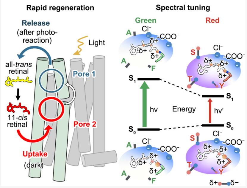 人眼如何分清紅綠燈？《科學》連發3篇論文揭開秘密