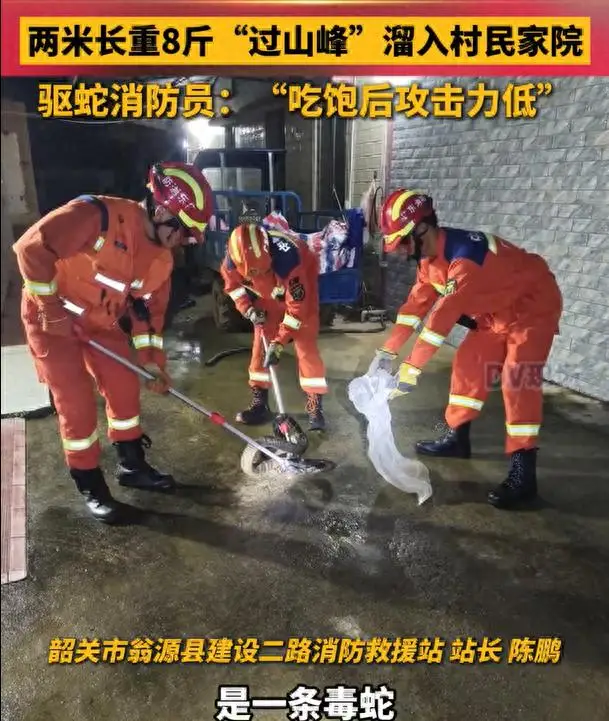 劇毒“過山峰”溜入村民家院 消防員：眼鏡王蛇吃飽後攻擊力低