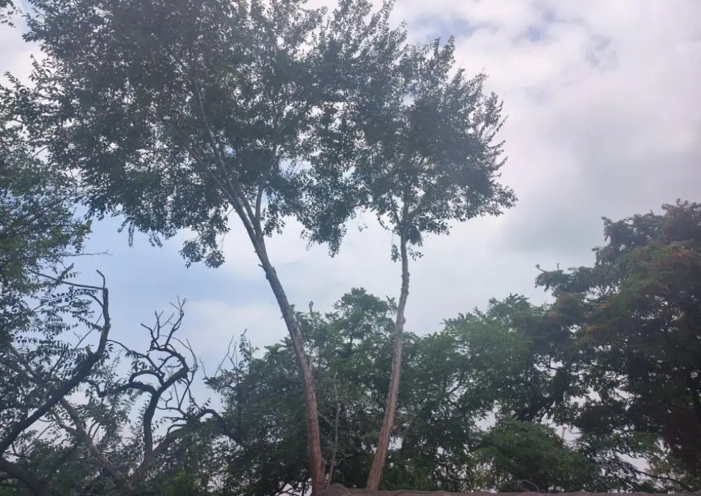 我為群眾辦實事｜東山坡社羣快速處置樹枝擾房隱患